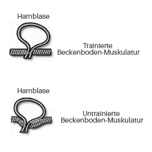 Vereinfachte Darstellung der Blase und Beckenbodenmuskulatur